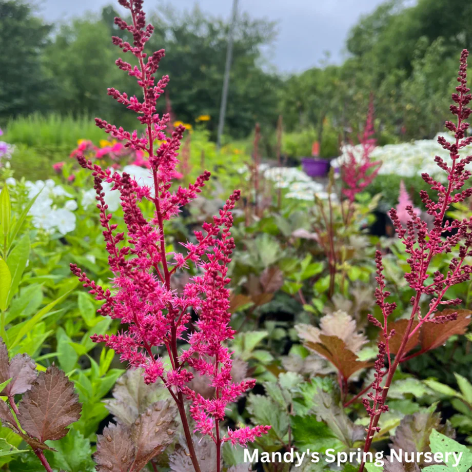 Mighty Chocolate Cherry Astilbe | Astilbe chinensis - Image 2