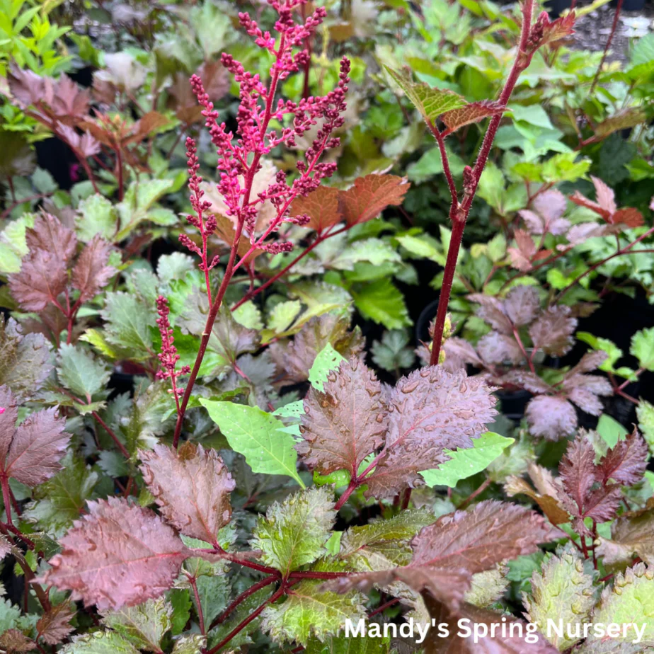Mighty Chocolate Cherry Astilbe | Astilbe chinensis - Image 3