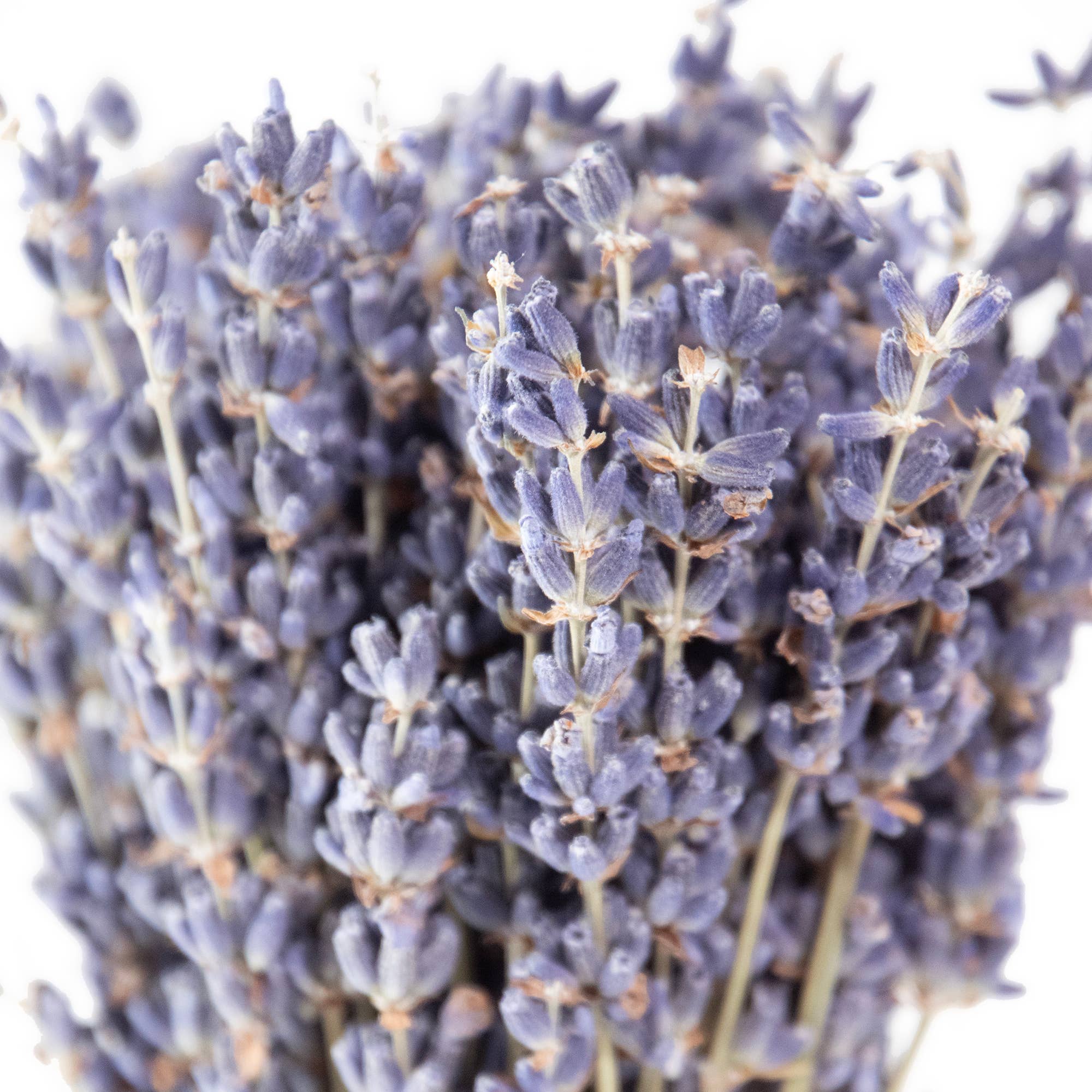 MINI French Lavender Bundle - Image 3