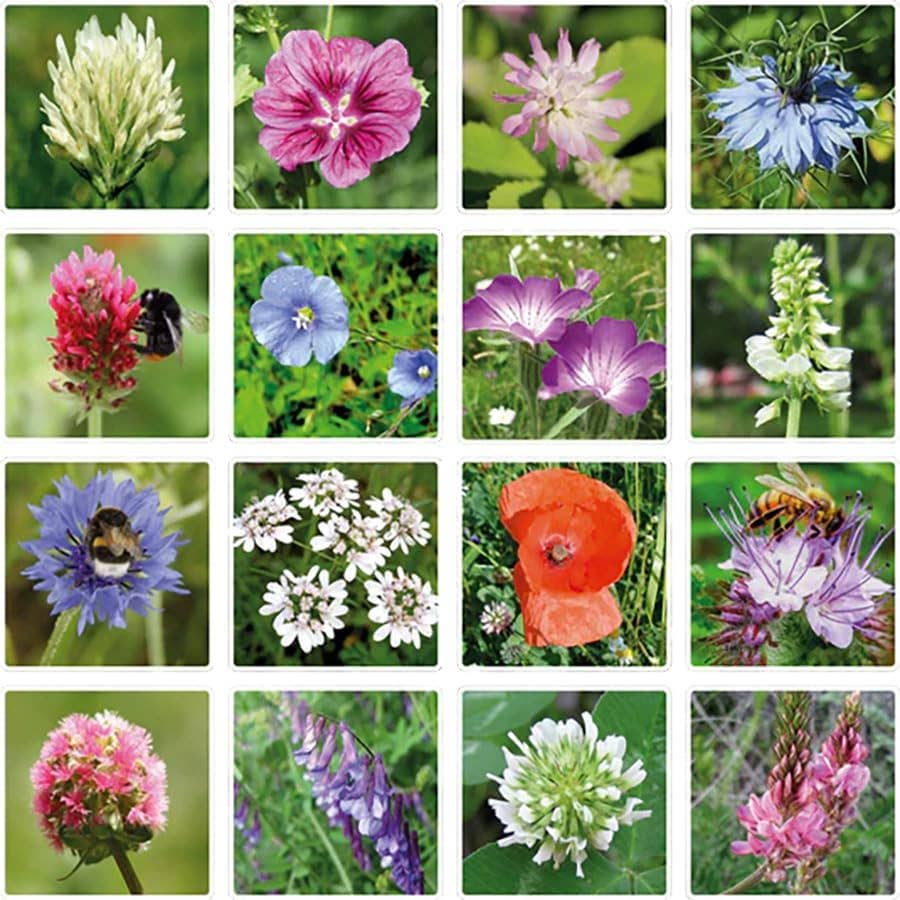 Mini Wildflower Seed Box – Flowers For You Gift Set (4) - Image 7