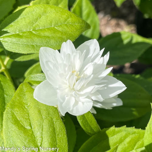 Minnesota Snowflake Mockorange | Philadelphus x virginalis - Image 2