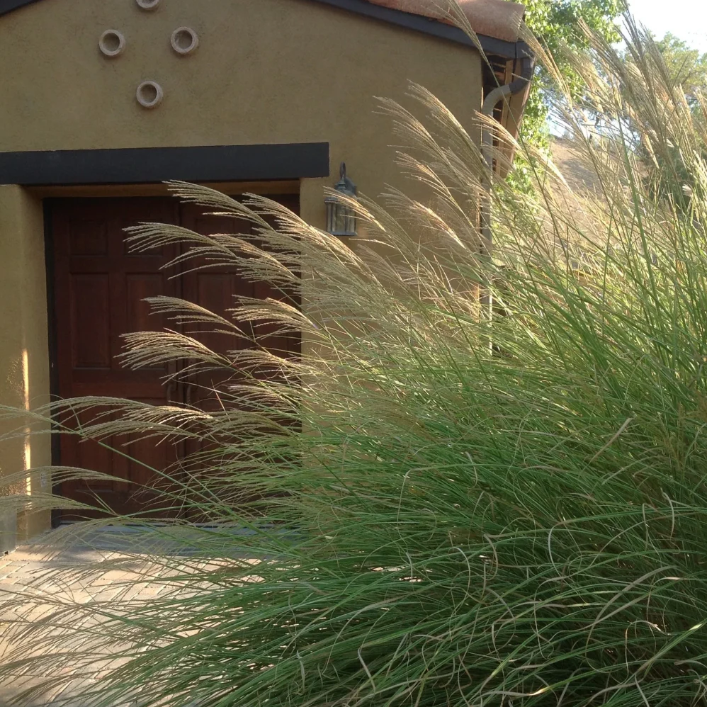 'Morning Light' Maiden Grass | Miscanthus sinensis - Image 3