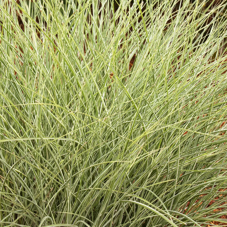 'Morning Light' Maiden Grass | Miscanthus sinensis - Image 4