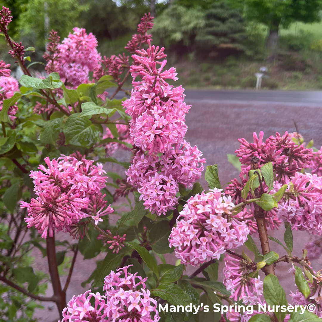 Miss Canada Lilac | Syringa - Image 3