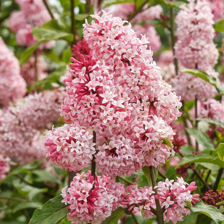 Miss Canada Lilac | Syringa - Image 4