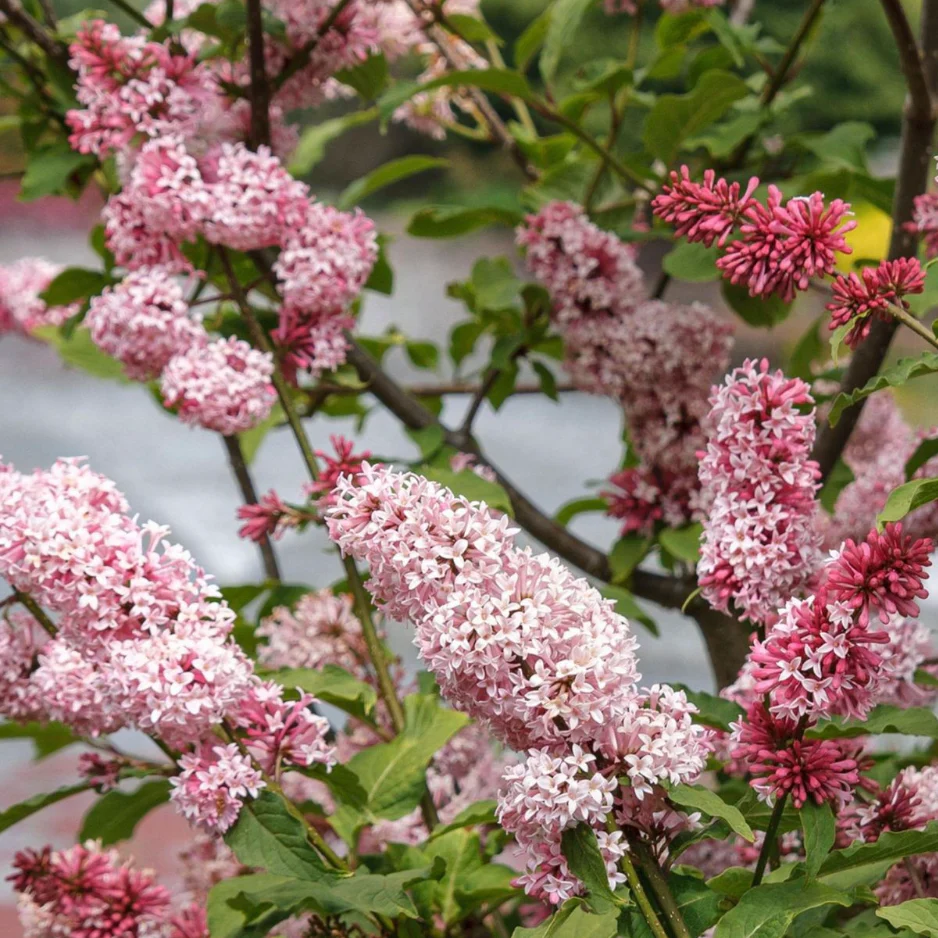 Miss Canada Lilac | Syringa - Image 5