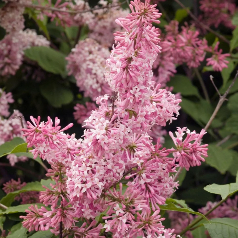 Miss Canada Lilac | Syringa - Image 6