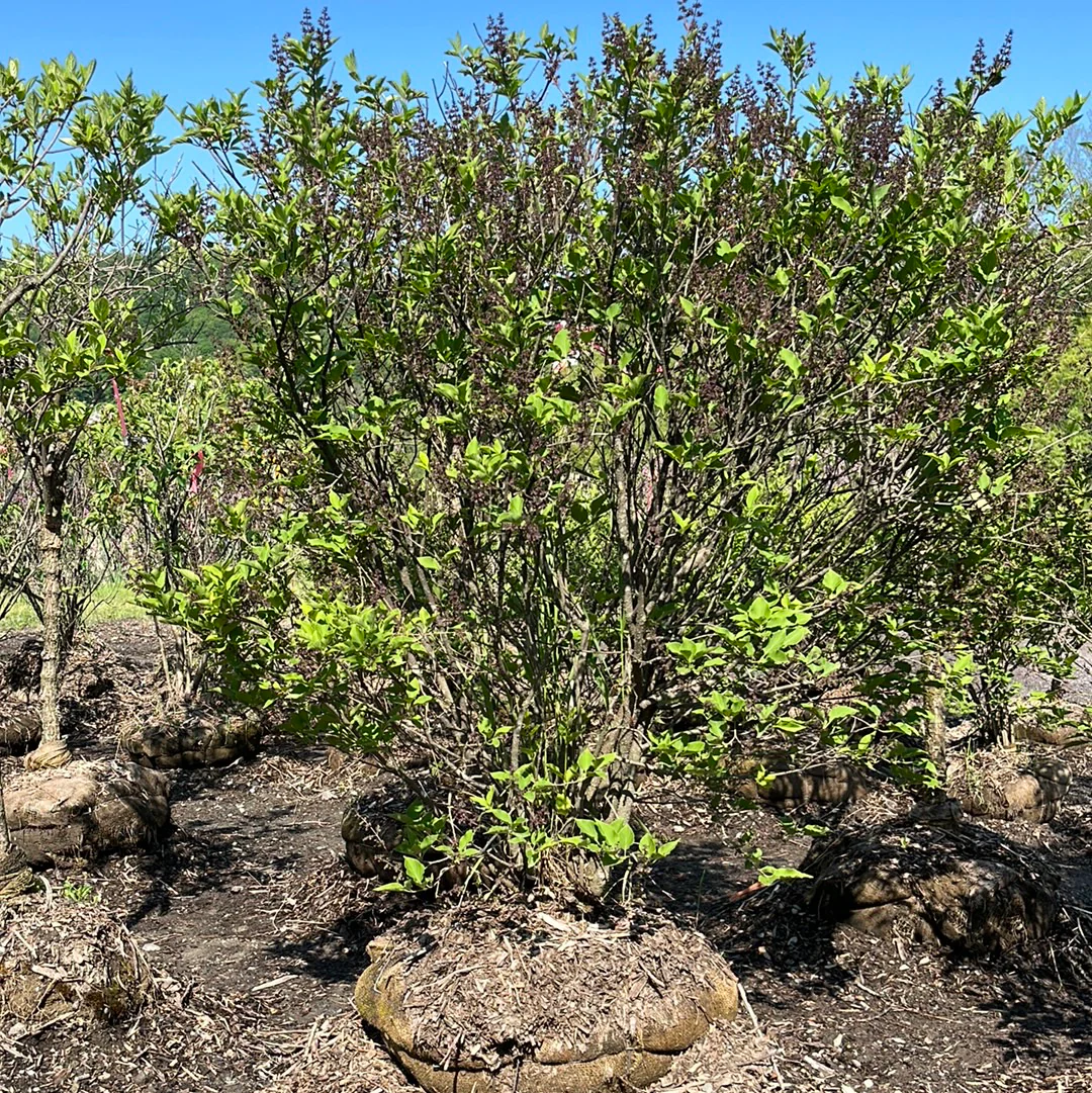 Miss Kim Lilac | Syringa patula - Image 8