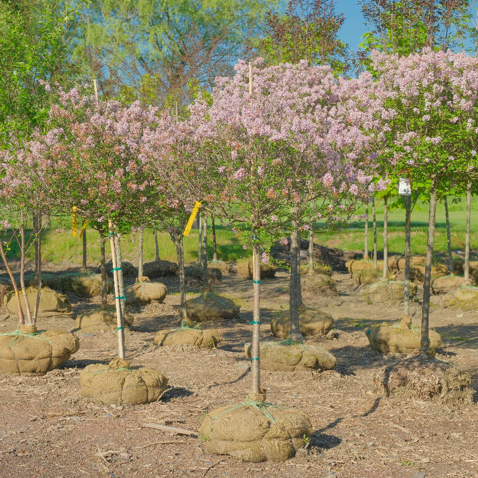 Miss Kim Lilac Tree | Syringa patula 'Miss Kim'