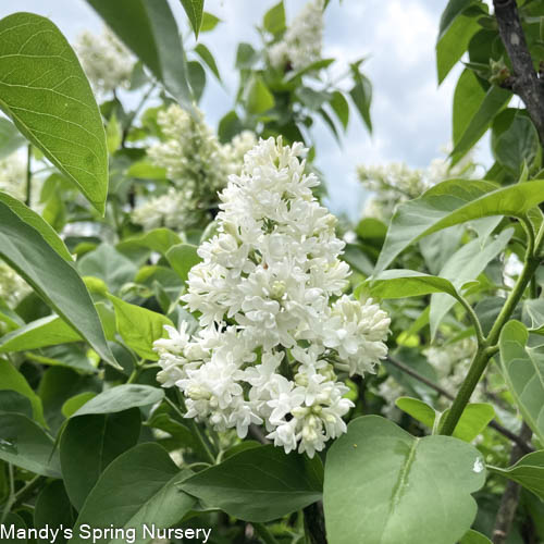 Madame Lemoine Lilac | Syringa vulgaris - Image 2