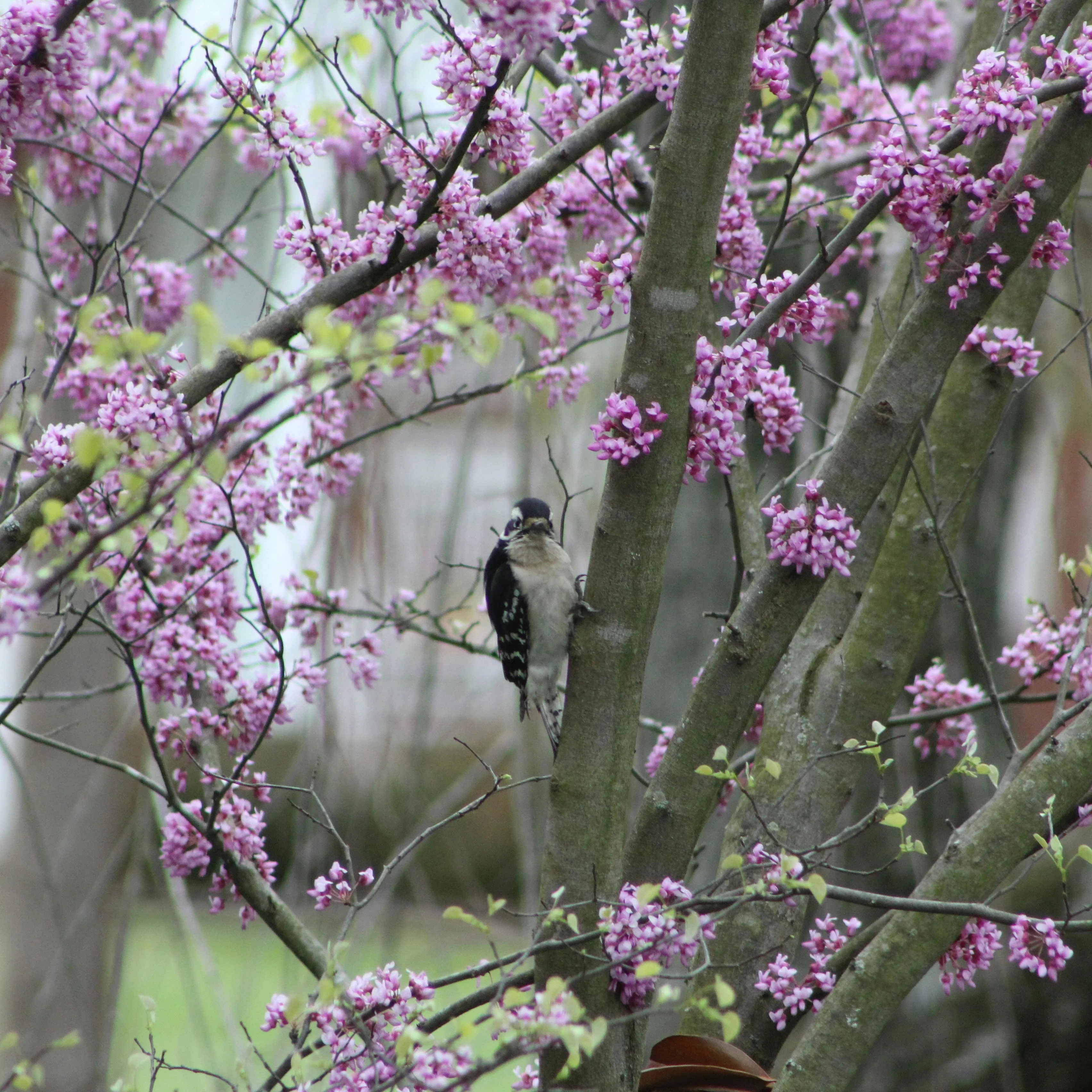 MN Strain Redbud Tree | Cercis canadensis - Image 2