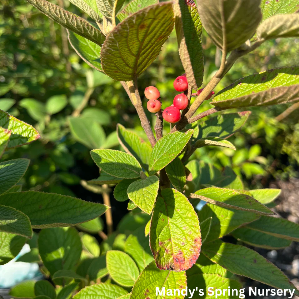 Mohican Viburnum | Viburnum lantana - Image 3