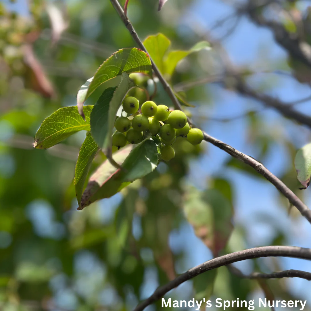 Mohican Viburnum | Viburnum lantana - Image 4