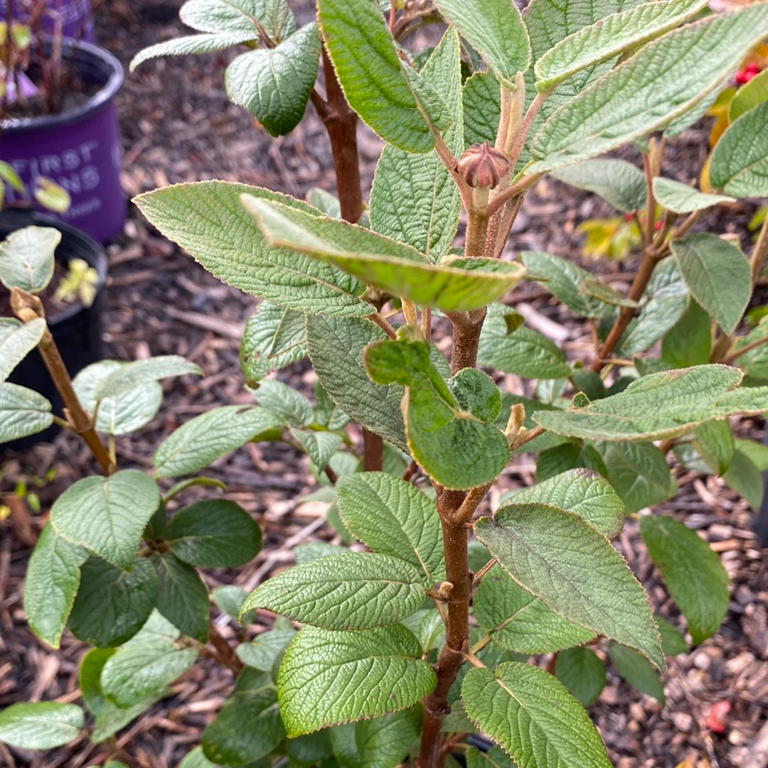 Mohican Viburnum | Viburnum lantana - Image 5