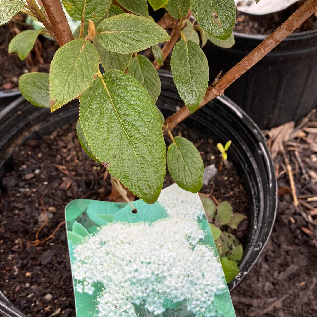 Mohican Viburnum | Viburnum lantana - Image 6