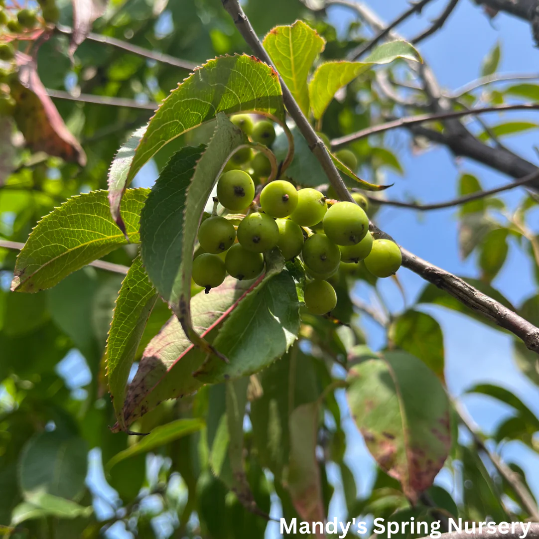 Mohican Viburnum Tree-Form | Viburnum lantana 'Mohican' - Image 3
