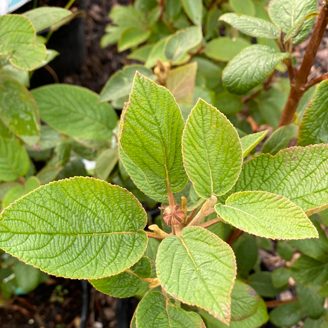 Mohican Viburnum Tree-Form | Viburnum lantana 'Mohican' - Image 4