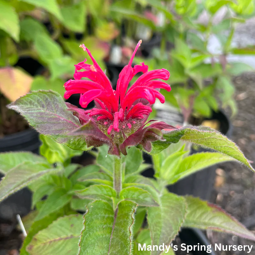 Cherry Pops Bee Balm | Monarda - Image 2