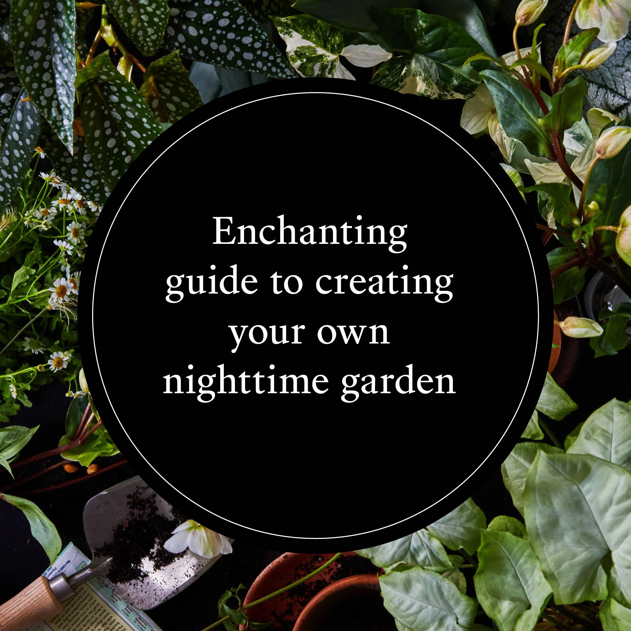 Moon Garden - Image 2