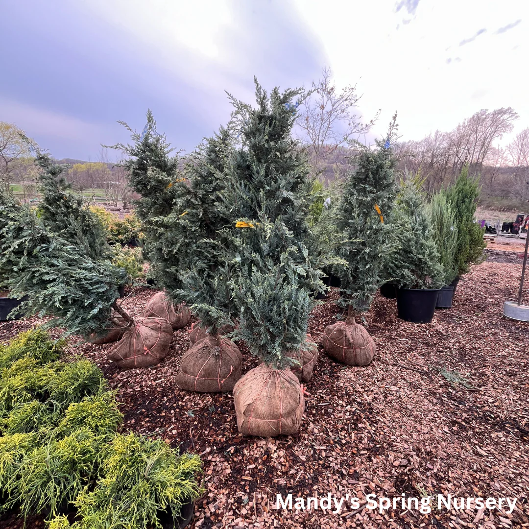 'Moonglow' Juniper | Juniperus scopulorum 'Moonglow' - Image 3