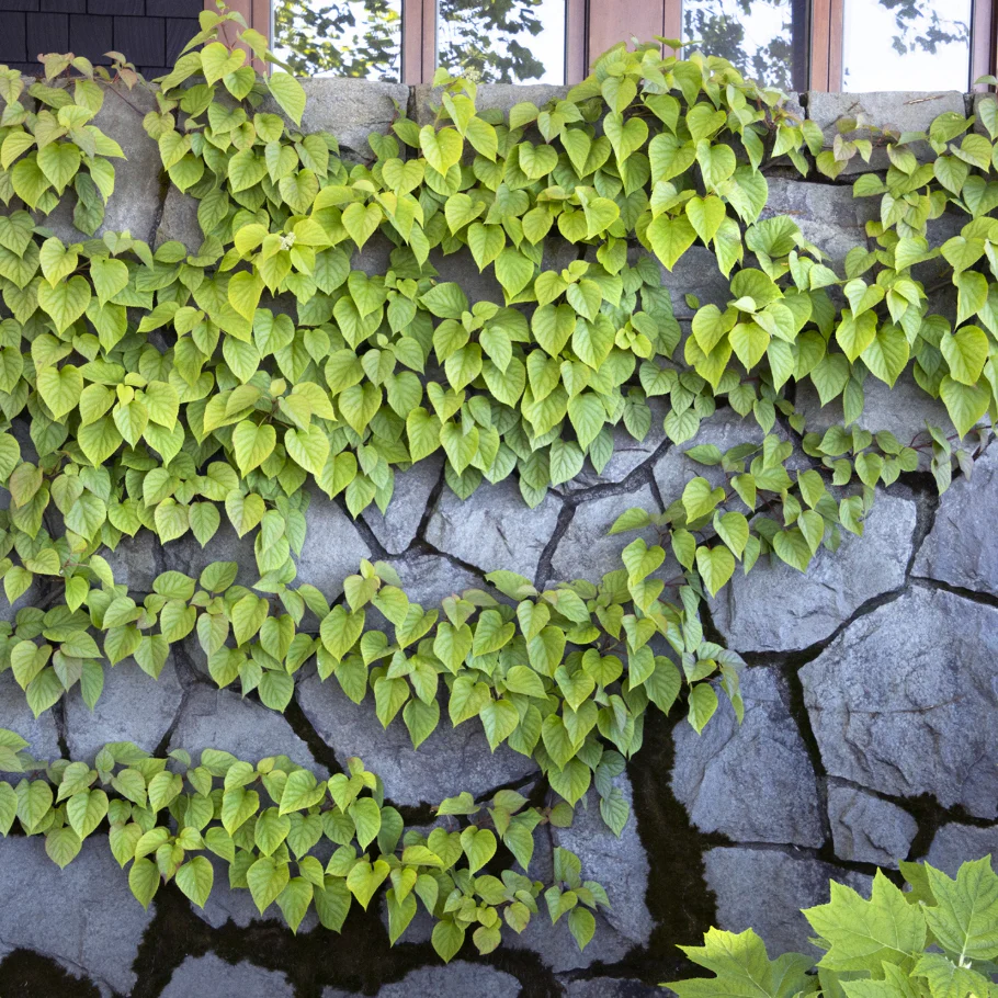Moonlight Hydrangea Vine | Schizophragma hydrangeoides 'Moonlight'