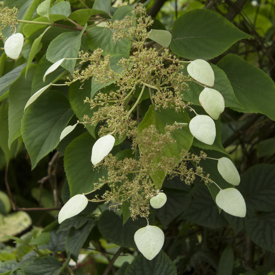 Moonlight Hydrangea Vine | Schizophragma hydrangeoides 'Moonlight' - Image 3