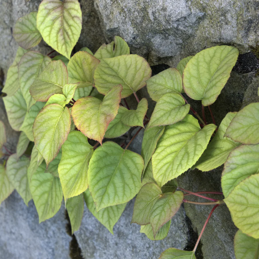 Moonlight Hydrangea Vine | Schizophragma hydrangeoides 'Moonlight' - Image 4