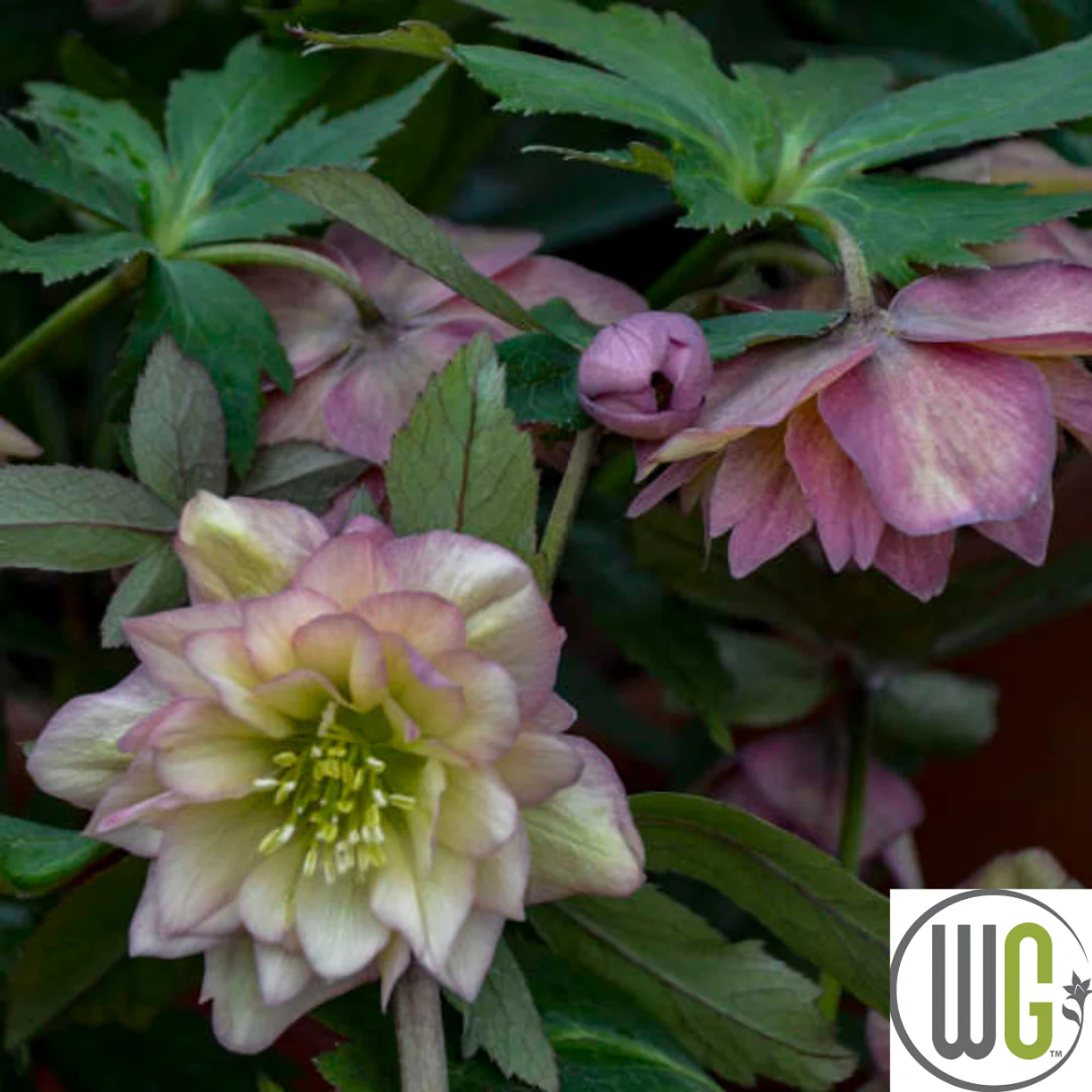 'Mother of the Bride' Lenten Rose | Helleborus - Image 2
