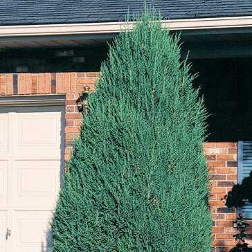 Mountbatten Juniper | Juniperus chinensis - Image 2
