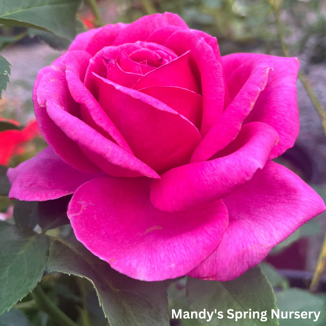 My Girl Easy Elegance Rose | Rosa - Image 2
