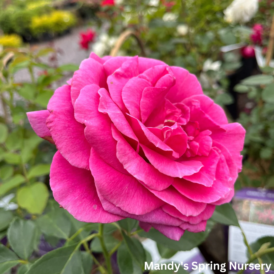 My Girl Easy Elegance Rose | Rosa - Image 3