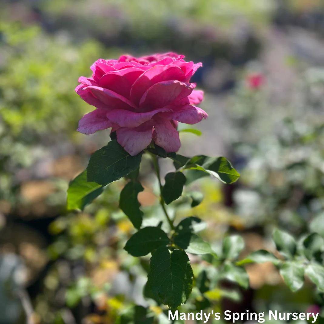 My Girl Easy Elegance Rose | Rosa - Image 4