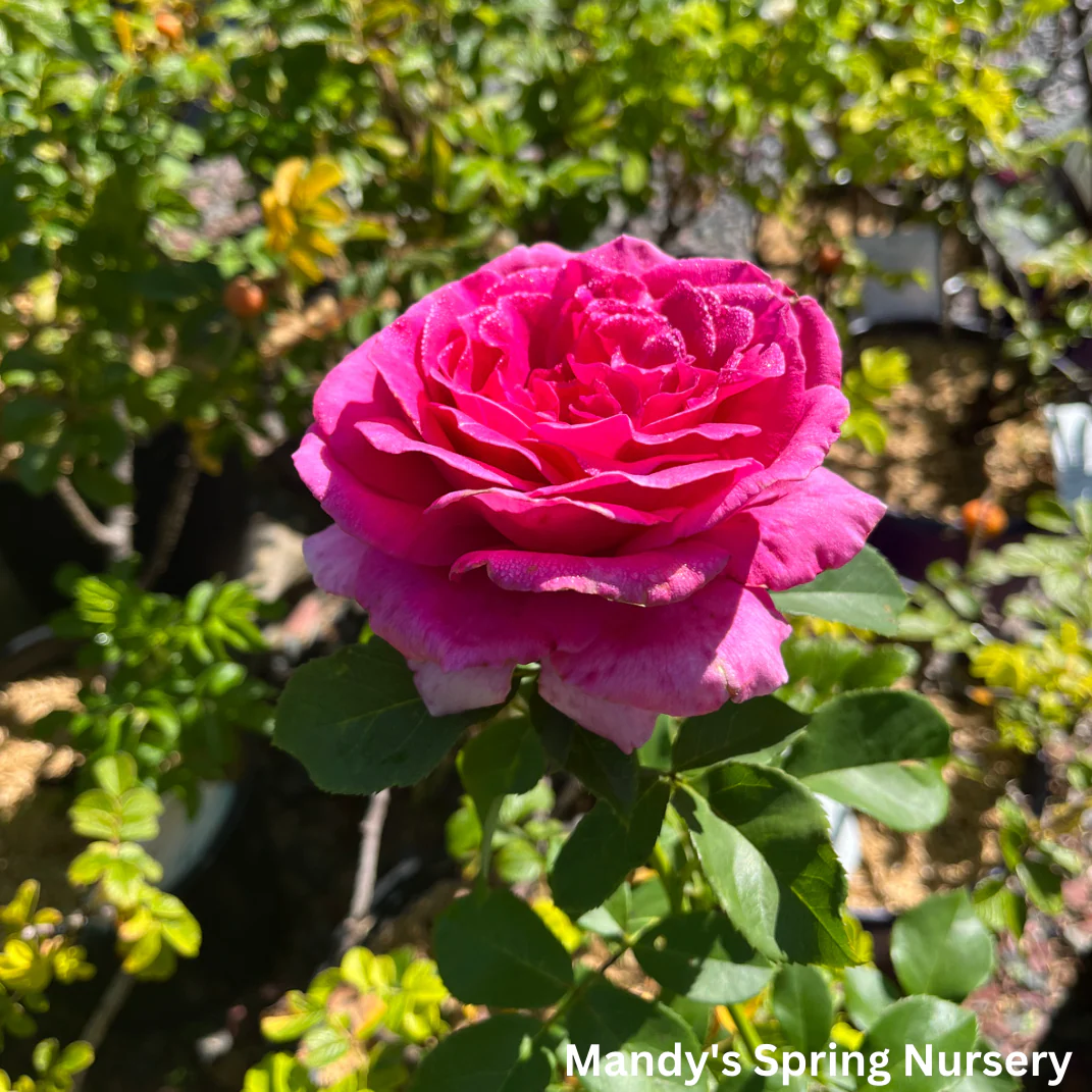 My Girl Easy Elegance Rose | Rosa - Image 5