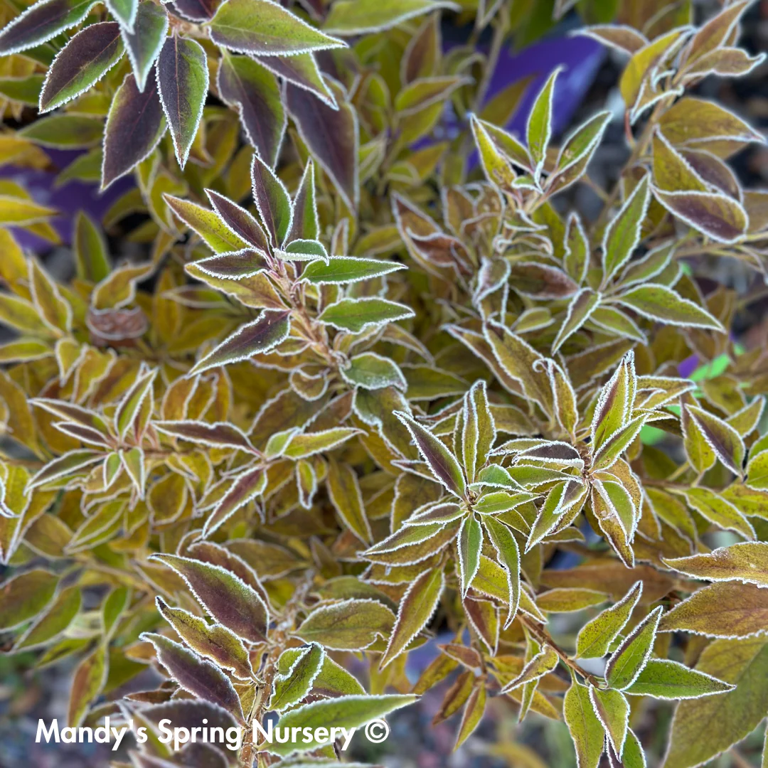 My Monet Purple Effect® Weigela | Weigela florida - Image 3