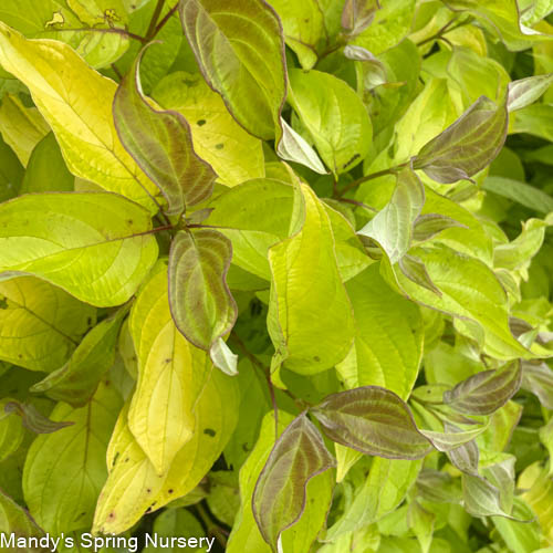 Neon Burst Dogwood | Cornus alba - Image 3