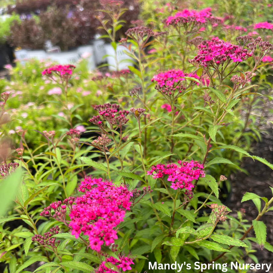 Neon Flash Spirea | Spirea japonica - Image 2