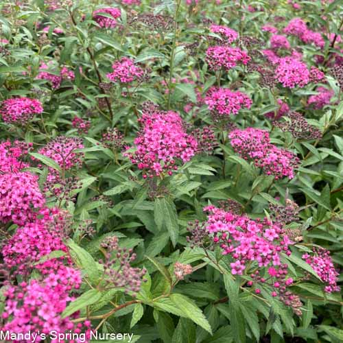 Neon Flash Spirea | Spirea japonica - Image 3