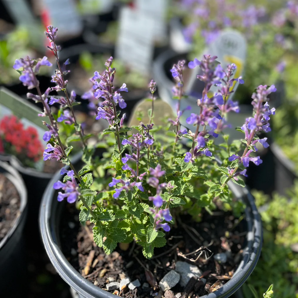 Cats Pajamas Catmint | Nepeta - Image 2