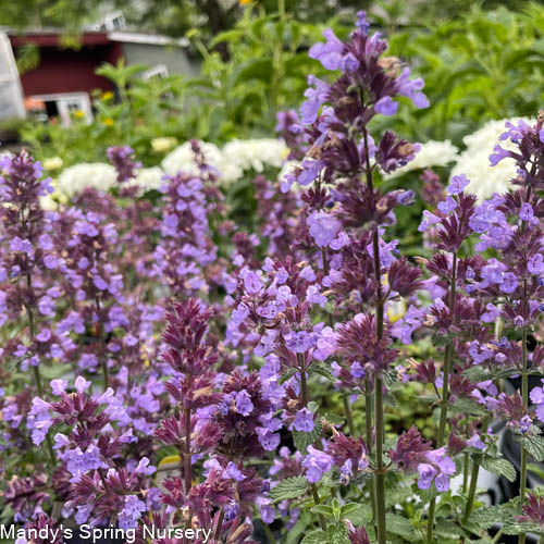 Cats Pajamas Catmint | Nepeta - Image 3