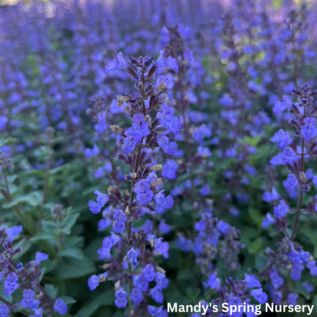 Purrsian Blue Catmint | Nepeta faassenii 'Purrsian Blue' - Image 2