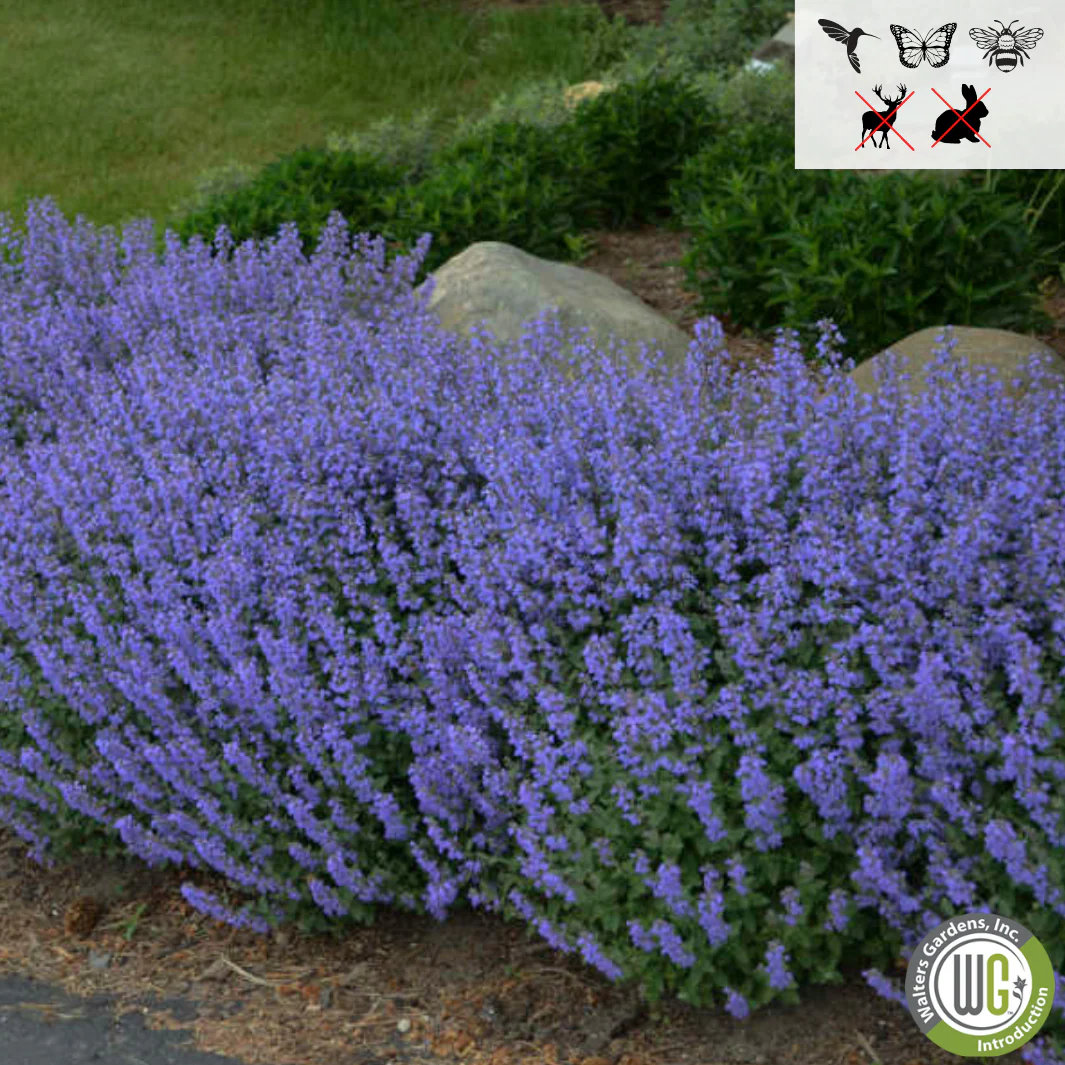 Purrsian Blue Catmint | Nepeta faassenii 'Purrsian Blue' - Image 4