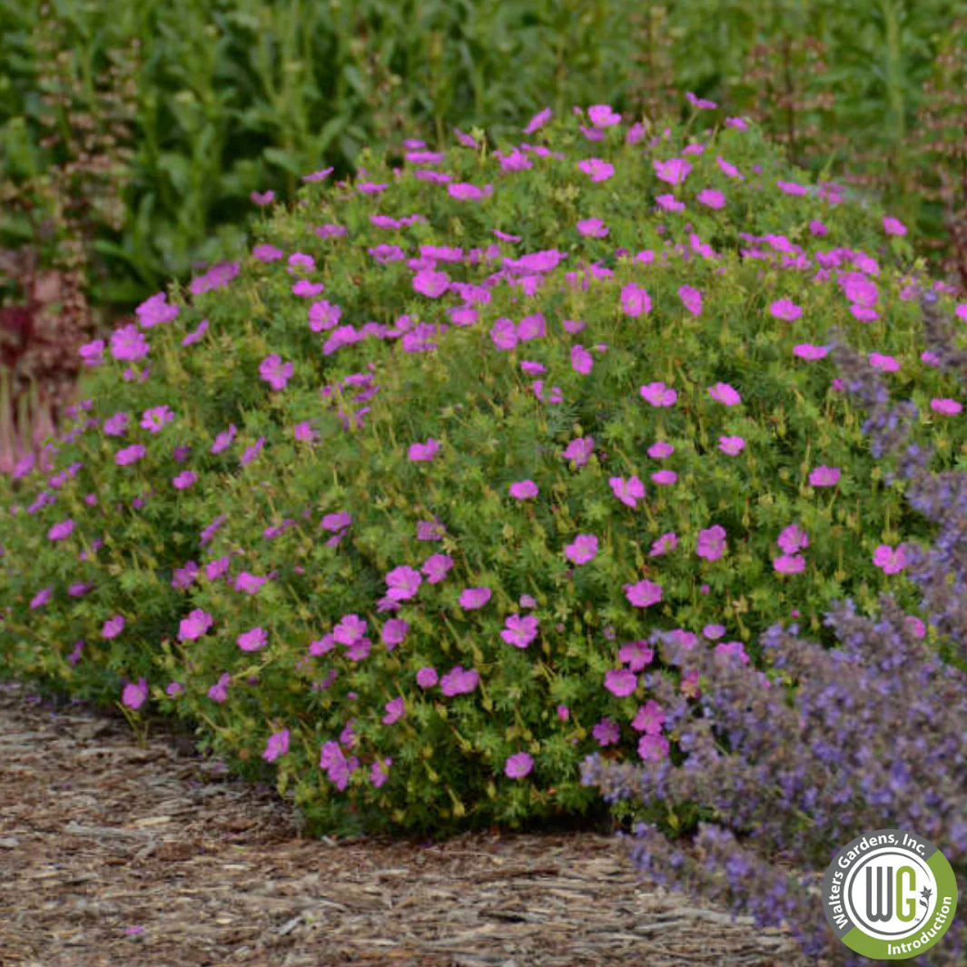 'New Hampshire Purple' Hardy Geranium | Geranium sanguineum - Image 4
