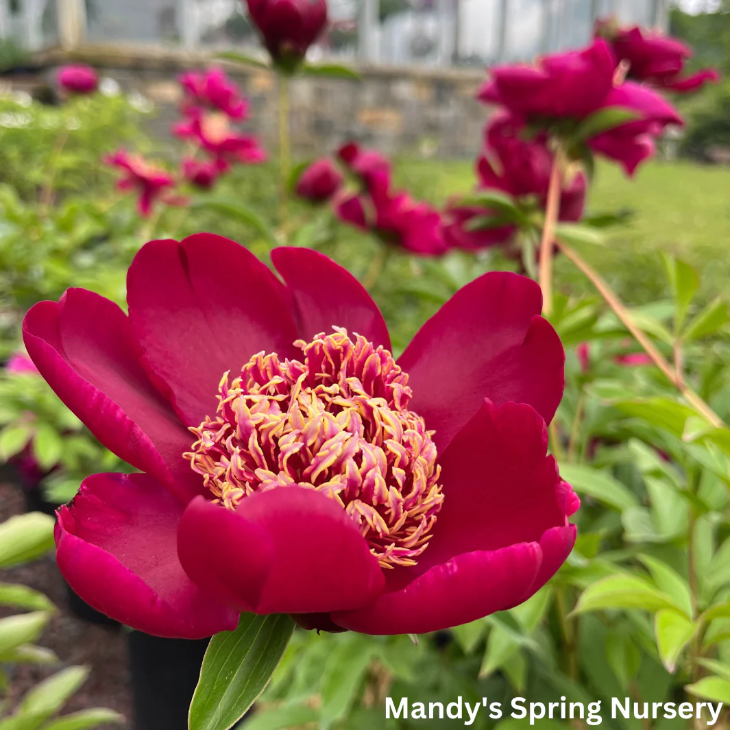 Nippon Chief Peony - Image 2