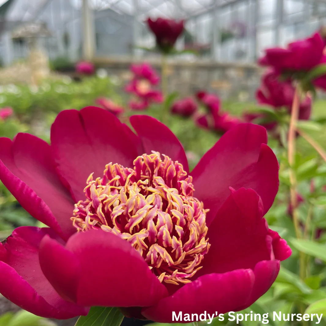 Nippon Chief Peony - Image 3