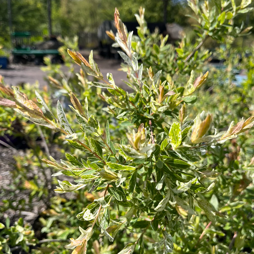 Hakura Nishiki Willow  | Salix integra - Image 6