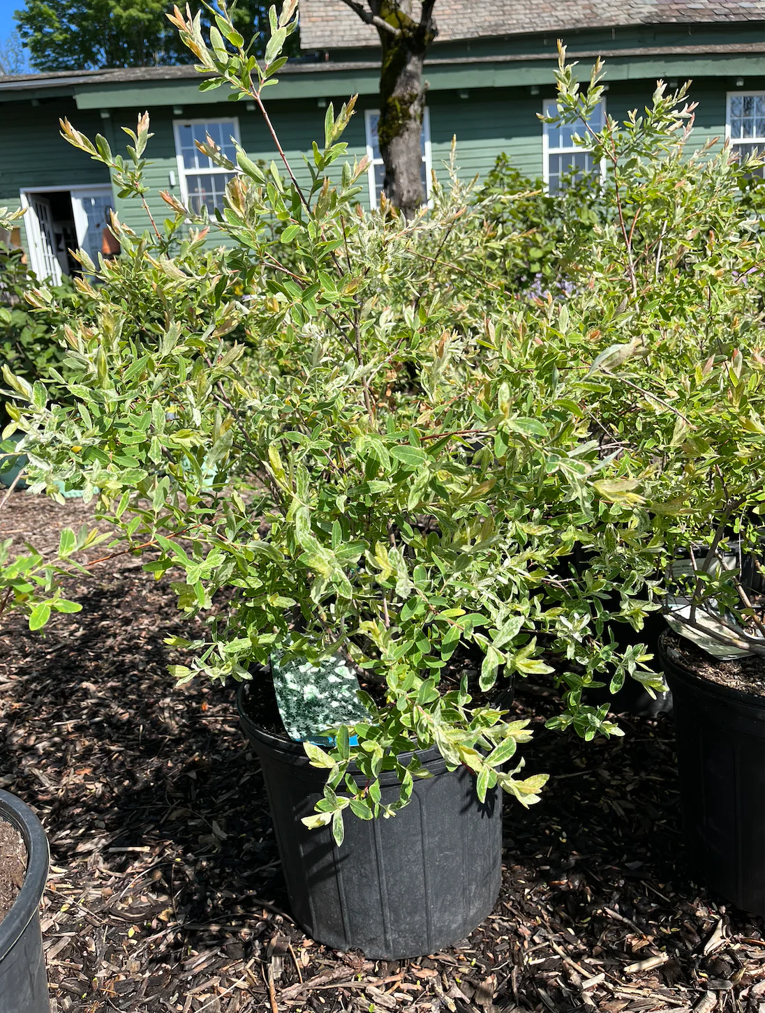 Hakura Nishiki Willow  | Salix integra - Image 8