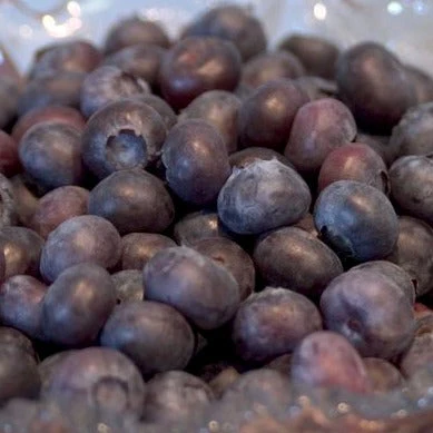 Northcountry Blueberry | Vaccinium 'Northcountry' - Image 2