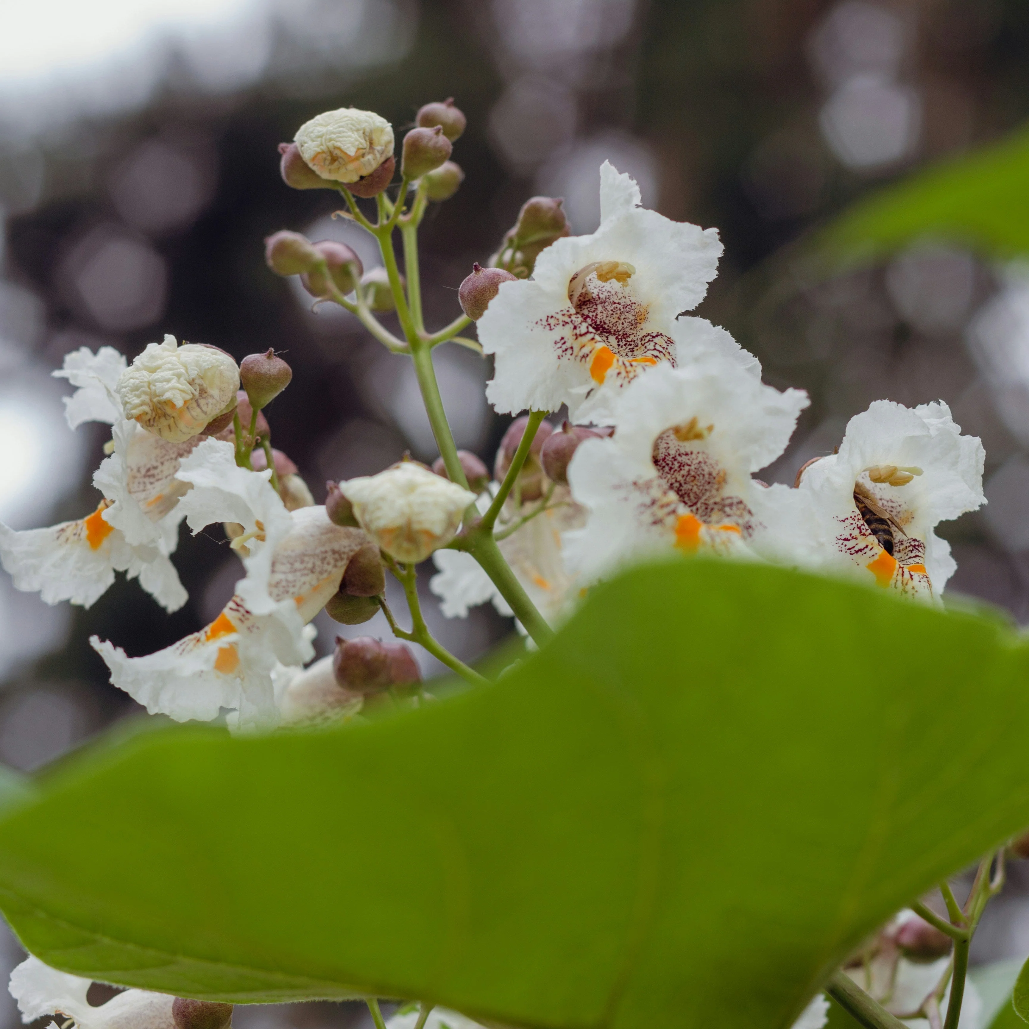 Northern Catalpa | Catalpa speciosa - Image 3