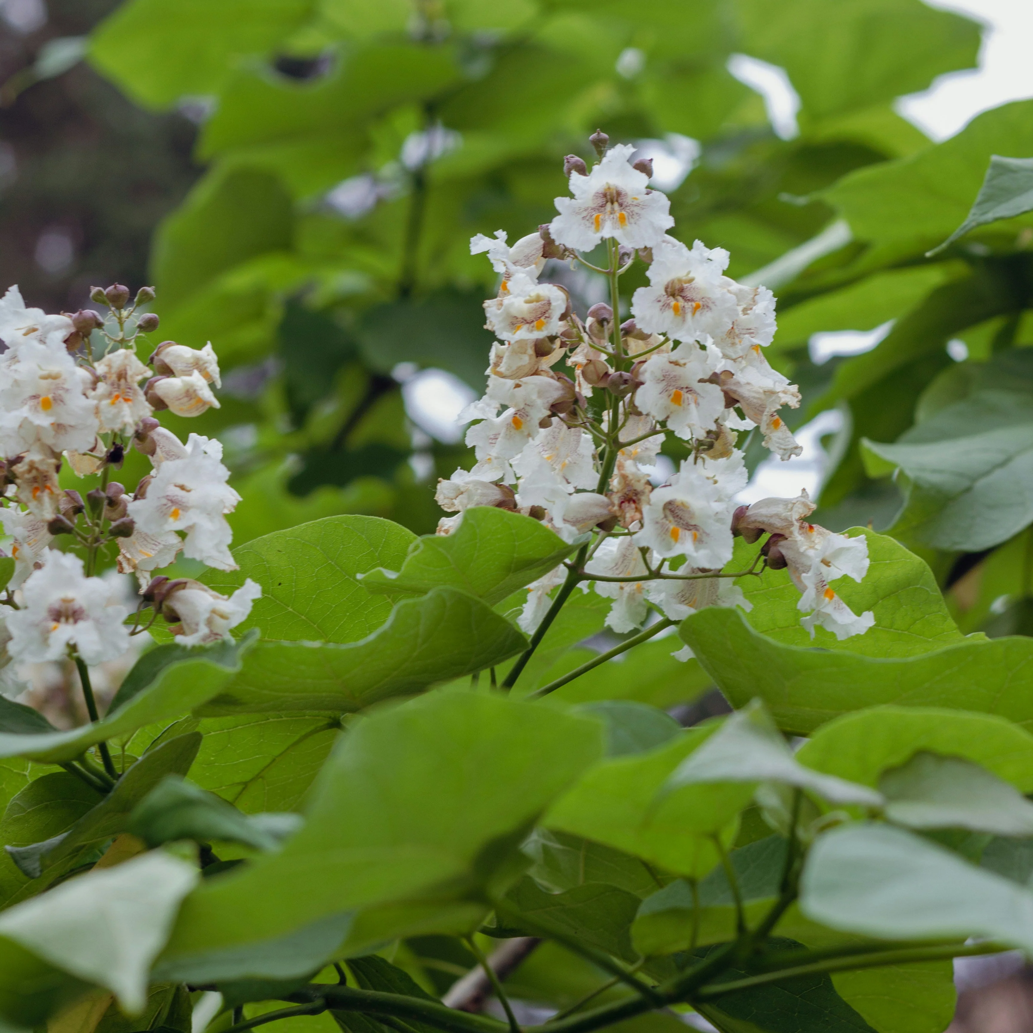 Northern Catalpa | Catalpa speciosa - Image 4