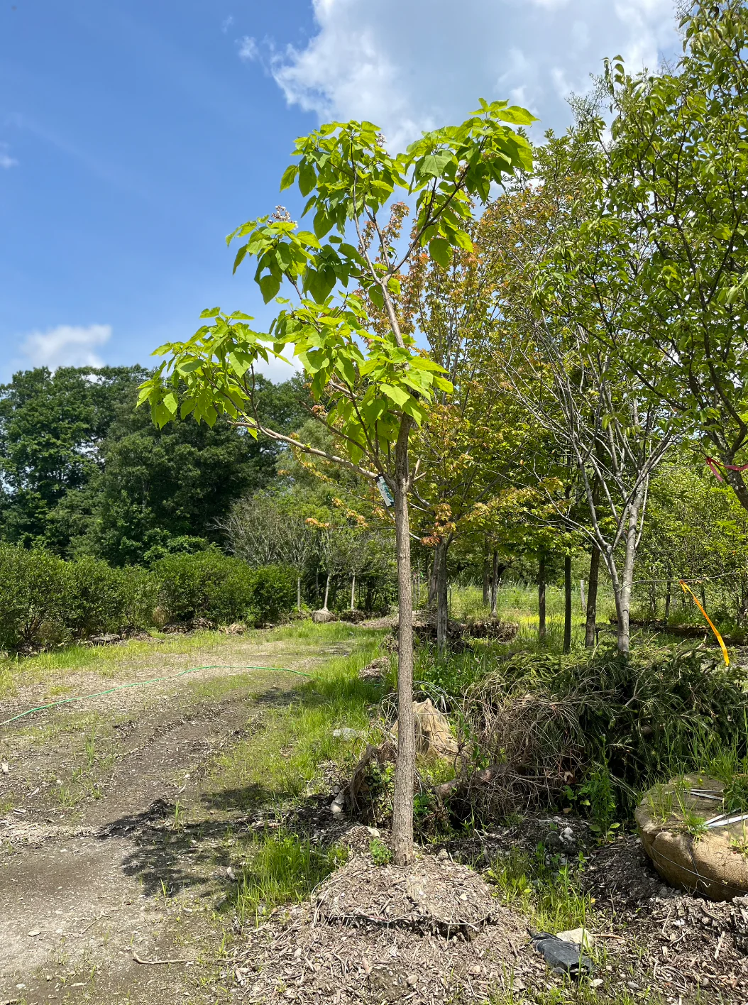 Northern Catalpa | Catalpa speciosa - Image 5